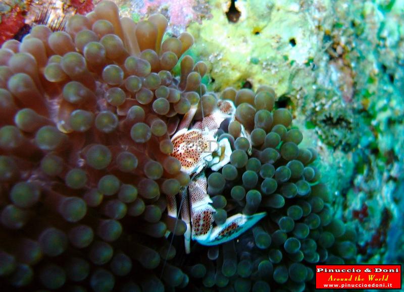 Papua Lissenung Diving (New Ireland) - 4.jpg